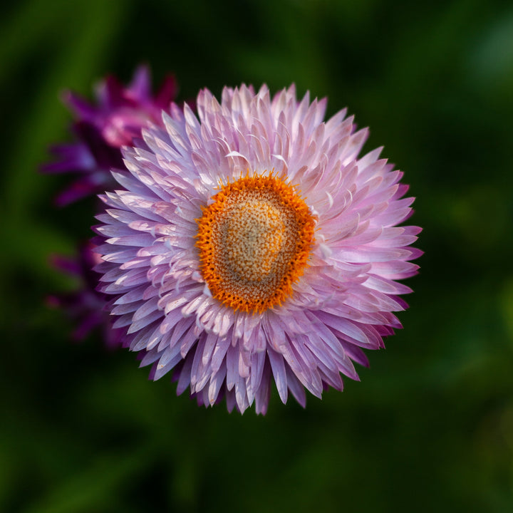 Everlasting Strawflower Bright Rose Pink