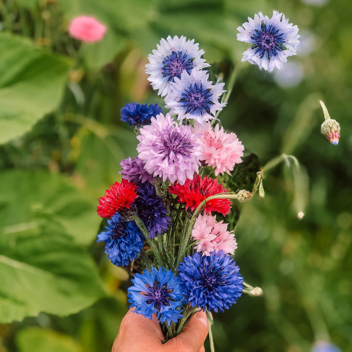 Cornflower Centaurea Double Ball Mix Flower | X 80 seeds