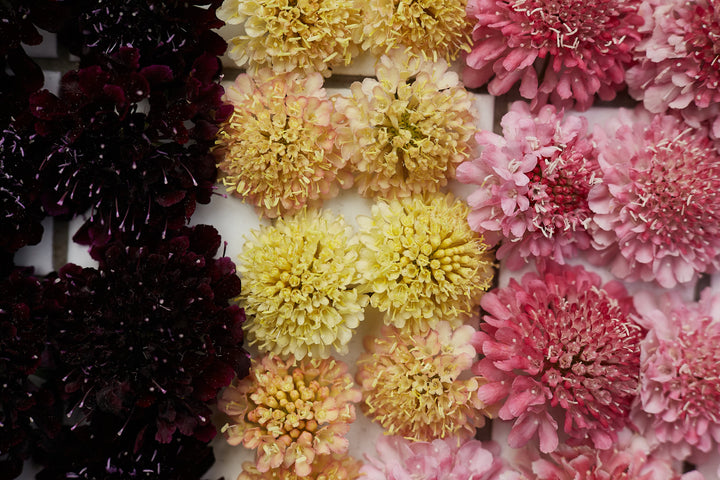 Scabiosa Fata Morgana Pincushion Flower | X 40 Seeds