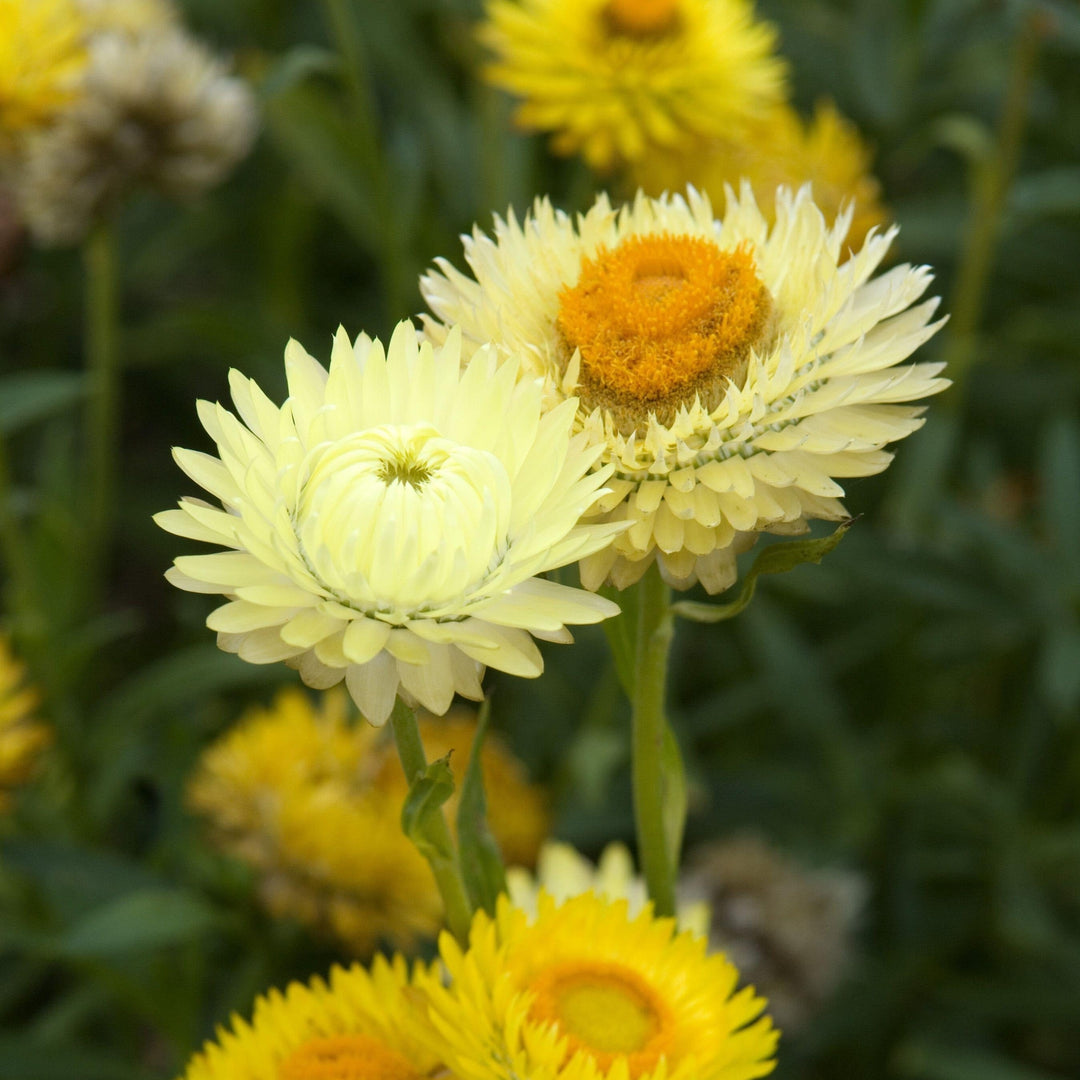 Strawflower Lemon Yellow Flower Seeds