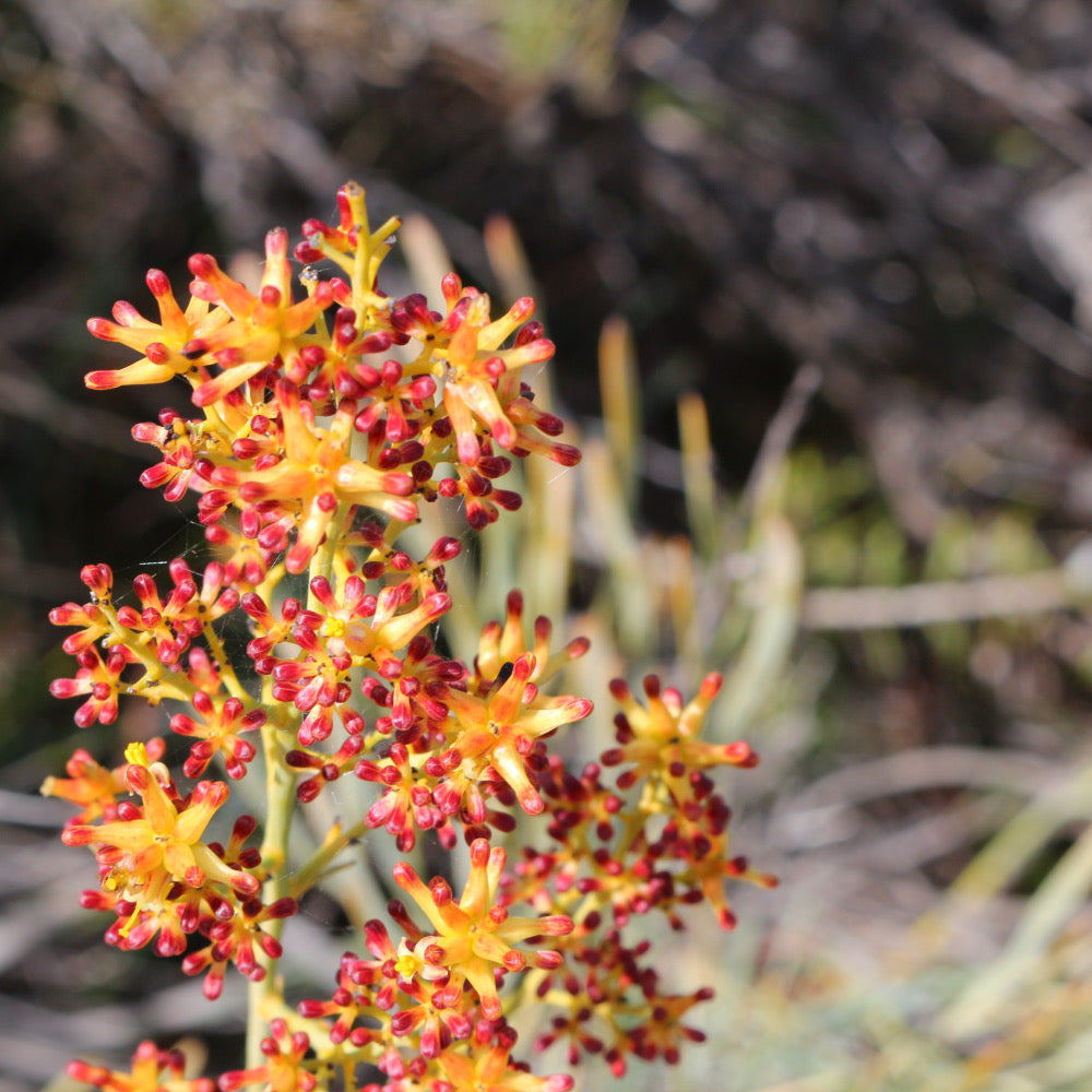 Blueboy Stirlingia latifolia Australian Native