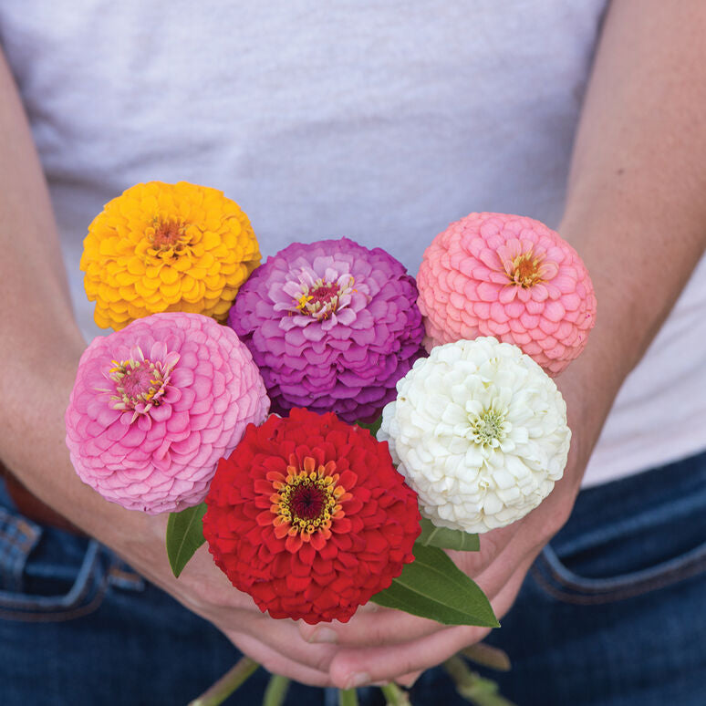 Zinnia Oklahoma Mix Improved Flower Seed