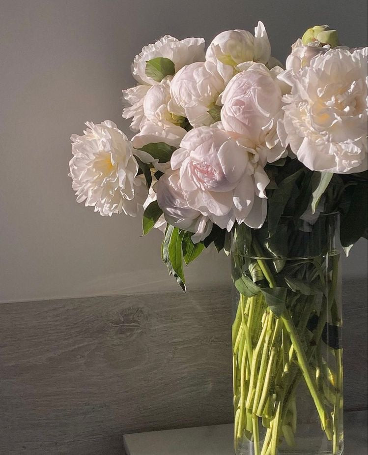 Peony Marie Lemoine Root Stock (NOT TO WA)