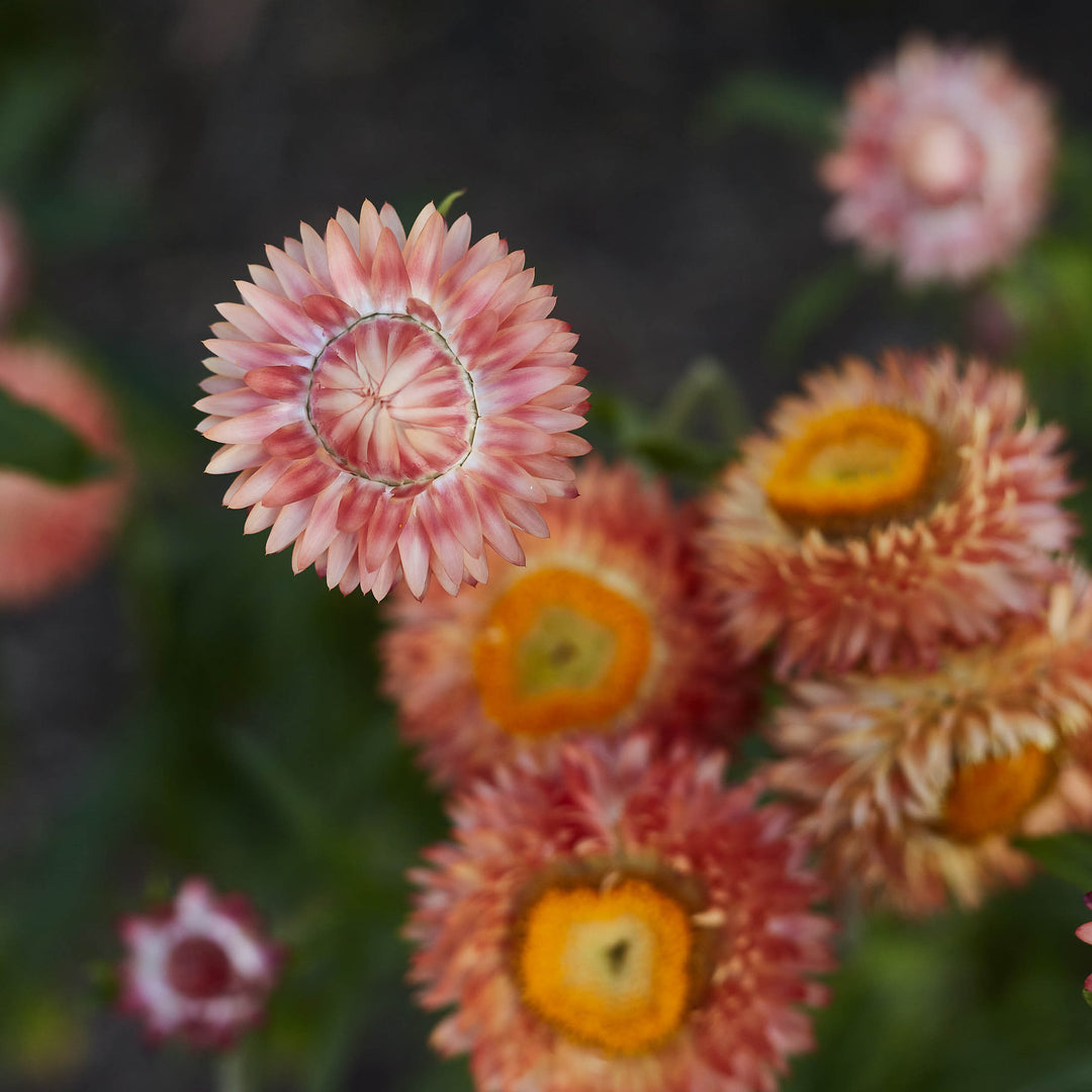 Everlasting Strawflower Apricot + Peach