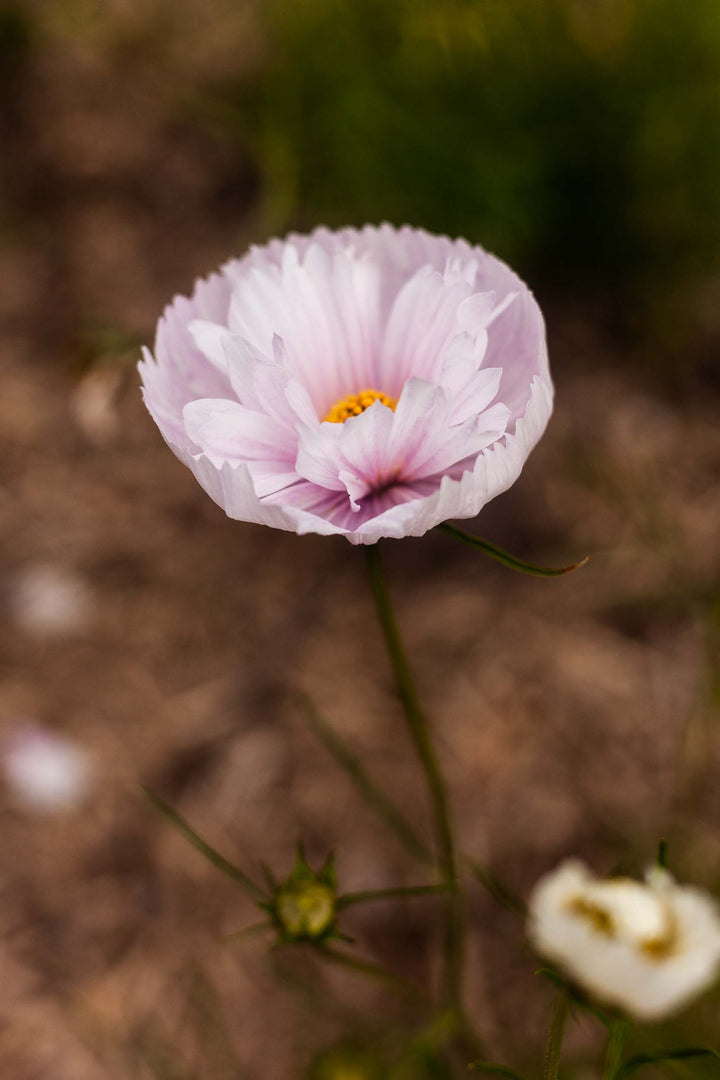 Cosmos Cupcake Blush Flower