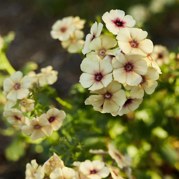 Phlox Cherry Caramel Flower | X 50 Seeds