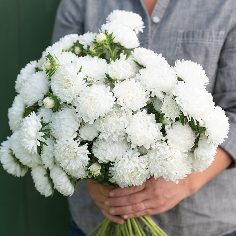 Aster China Tower White Flower