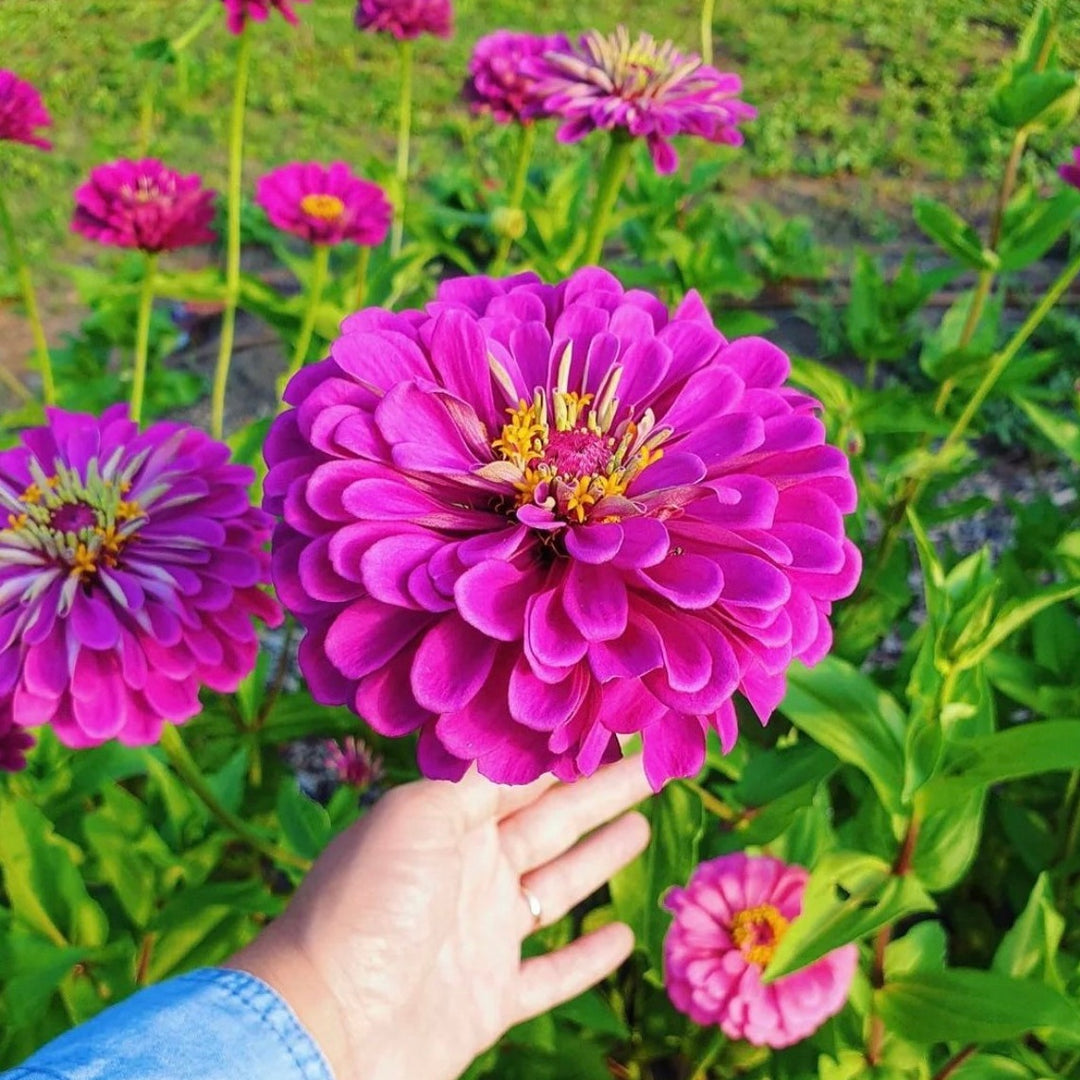 Zinnia Elegans Violet Queen Flower