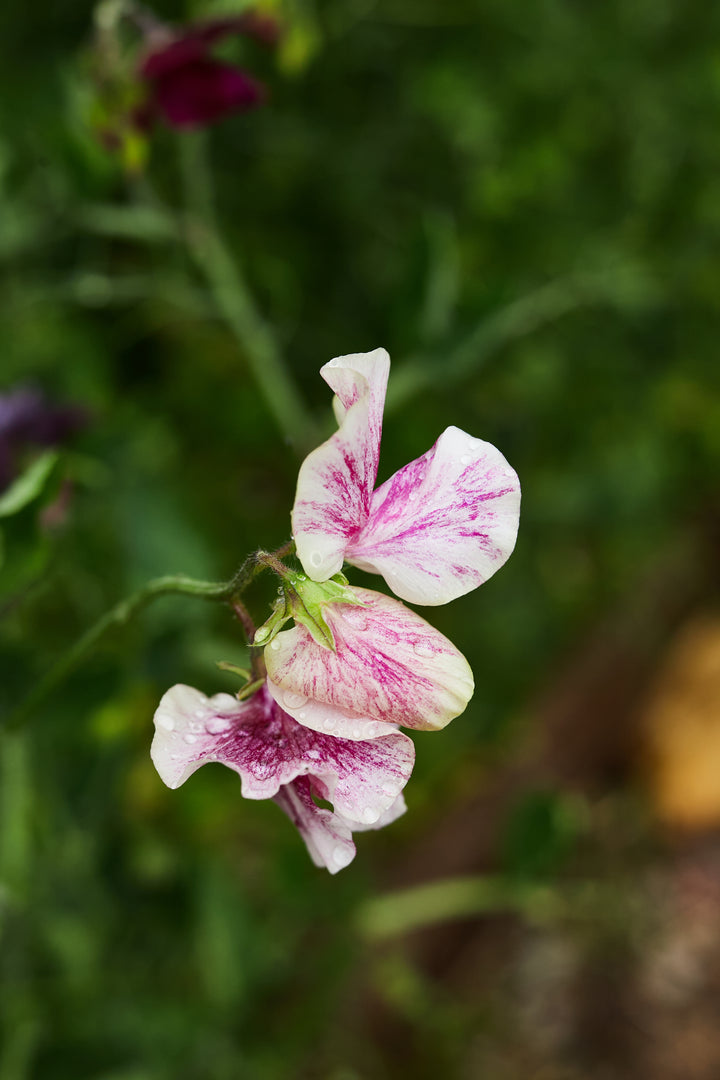 Sweet Pea Streamer Chocolate Flower