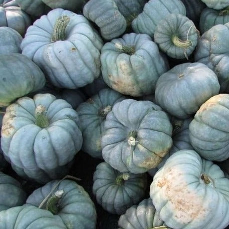 Pumpkin Jarrahdale