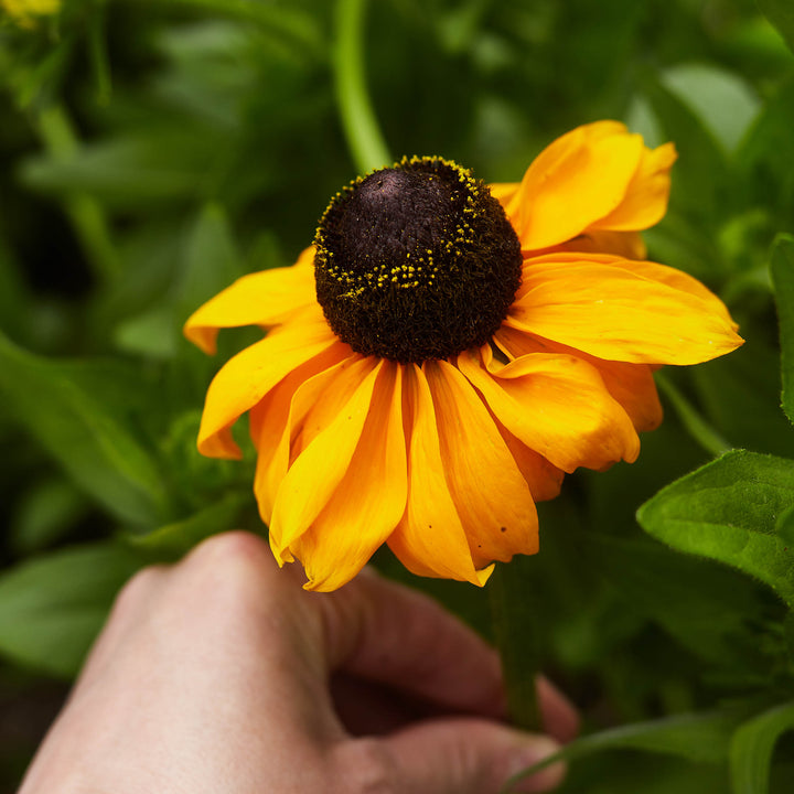 Rudbeckia Hirta Marmalade Flower