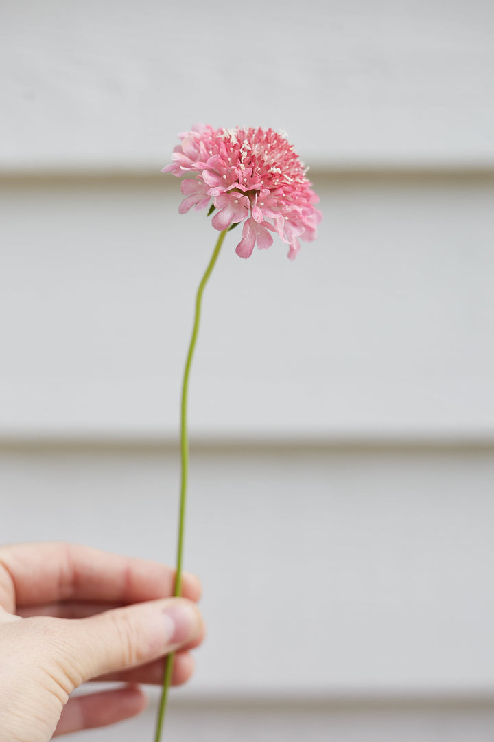Scabiosa Salmon Rose Pincushion Flower | X 40 Seeds