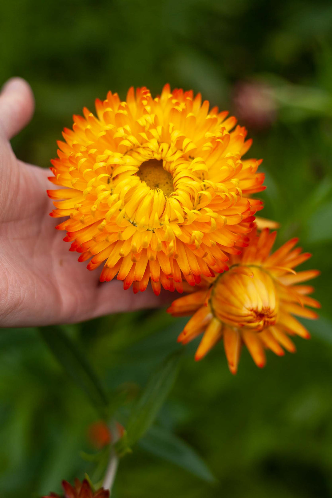 Everlasting Strawflower Orange