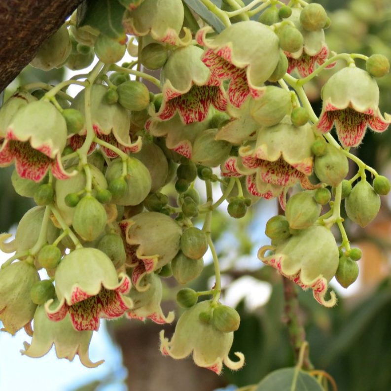 Kurrajong Brachychiton populneus Australian Native
