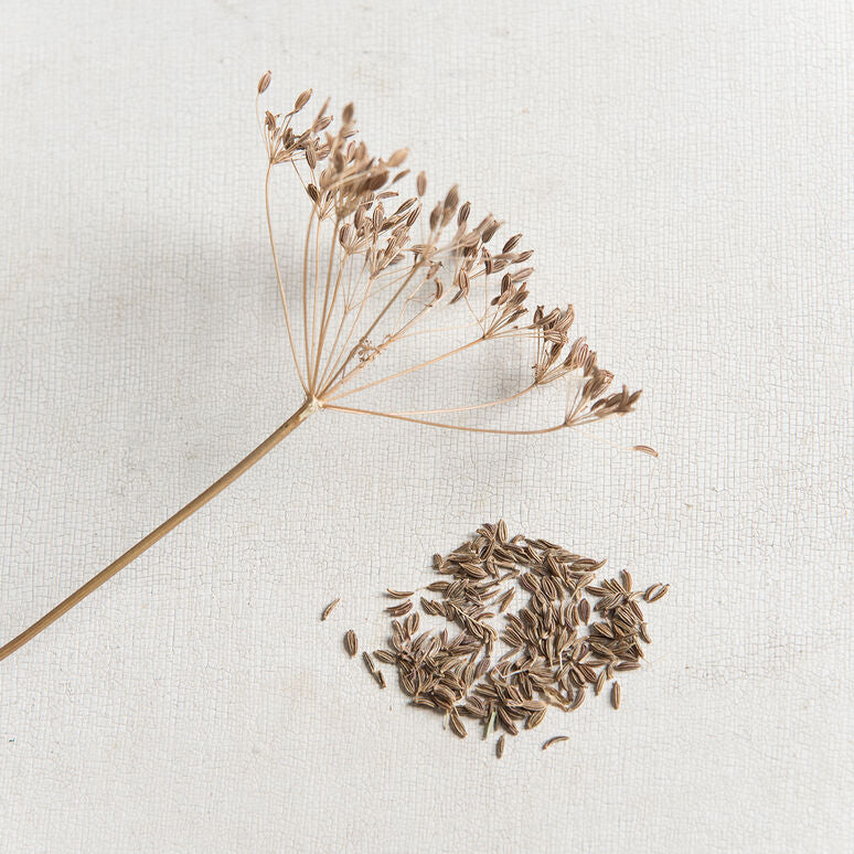 Caraway Herb