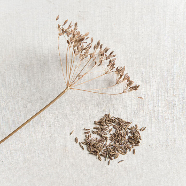 Caraway Herb