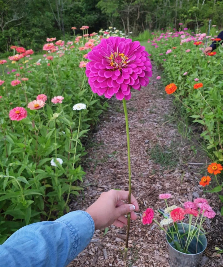 Zinnia Elegans Violet Queen Flower