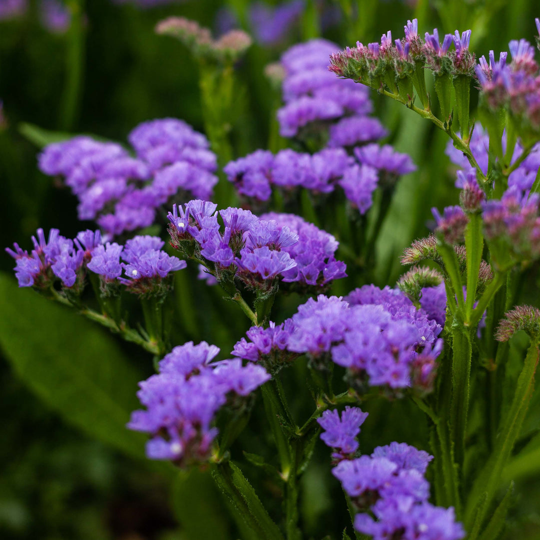 Statice Midnight Blue Flower