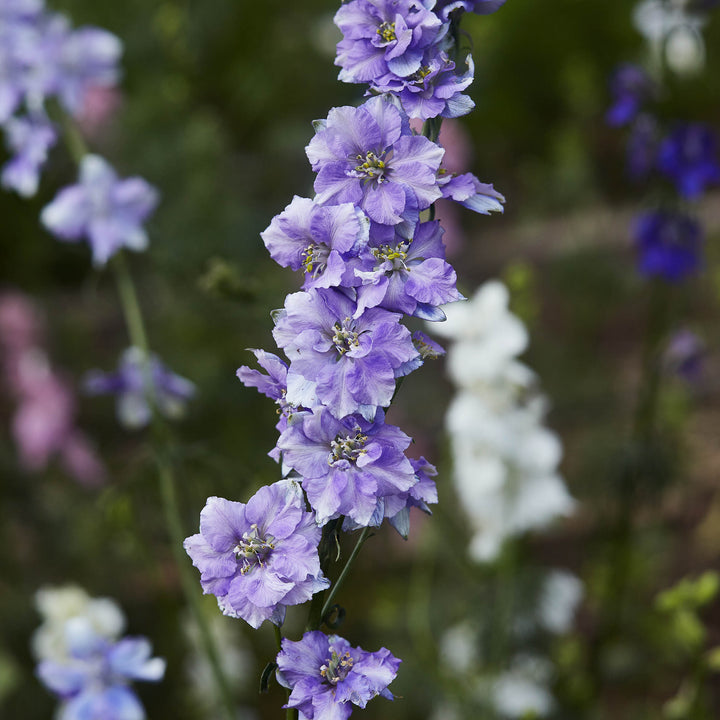 Larkspur Imperial Lilac Spire Flower