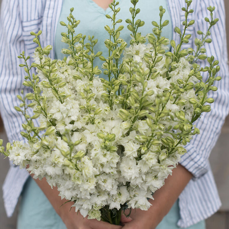 Larkspur Imperial White King Flower