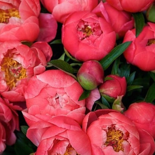 Peony Coral Charm Root Stock (NOT TO WA)