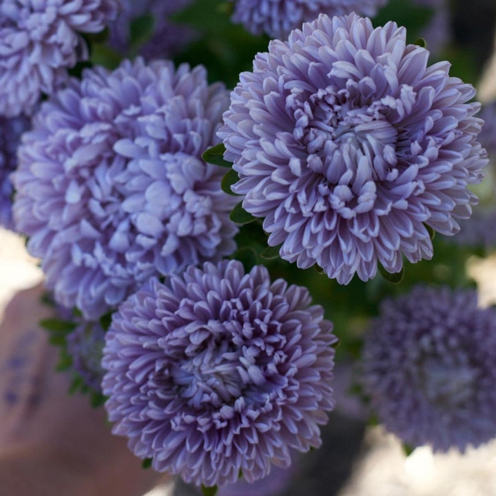 Aster Lady Coral Lavender China Flower