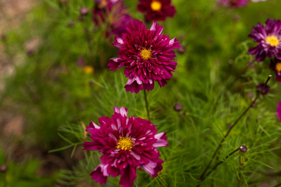 Cosmos Double Click Cranberry Flower | X 30 Seeds
