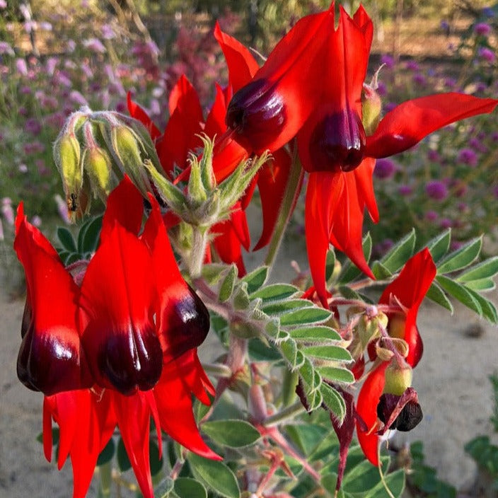 Sturt's Desert Pea Swainsona Formosa Australian Native