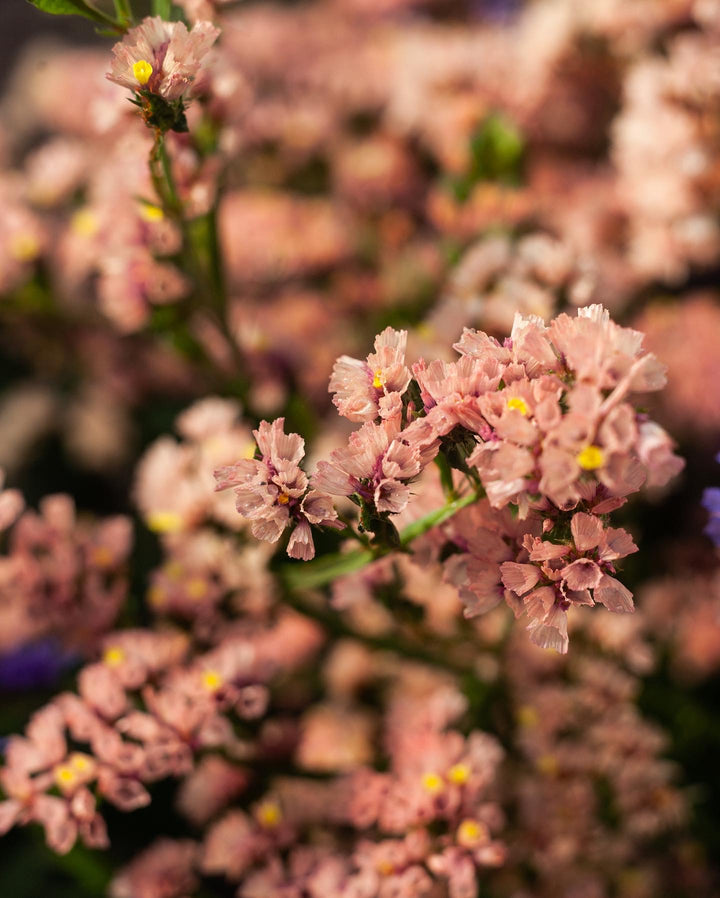 Statice Apricot + Coral Beauty Flower