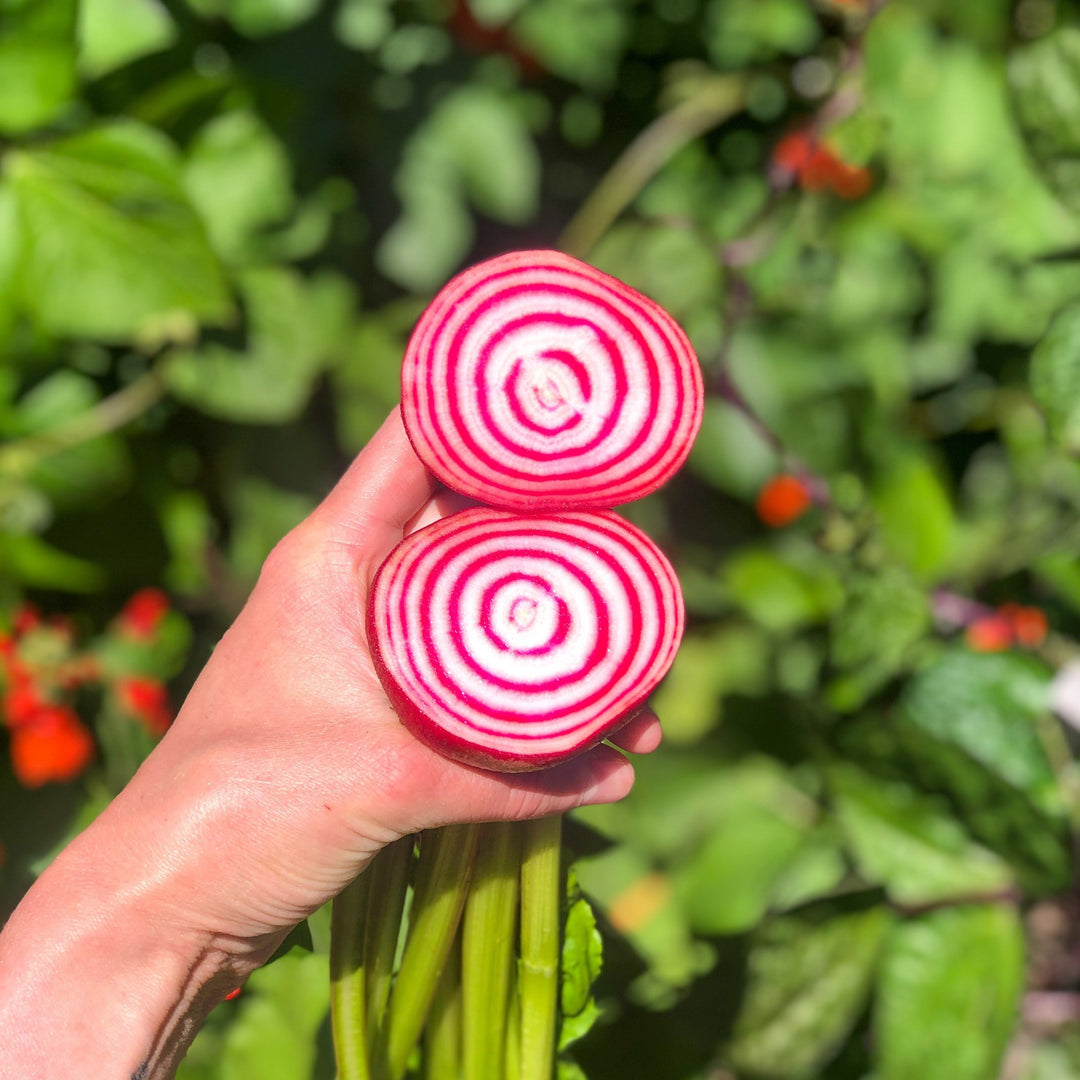 Beetroot Chioggia Vegetable Seeds