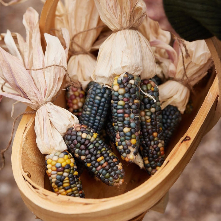 Corn Glass Gem Organic Seed
