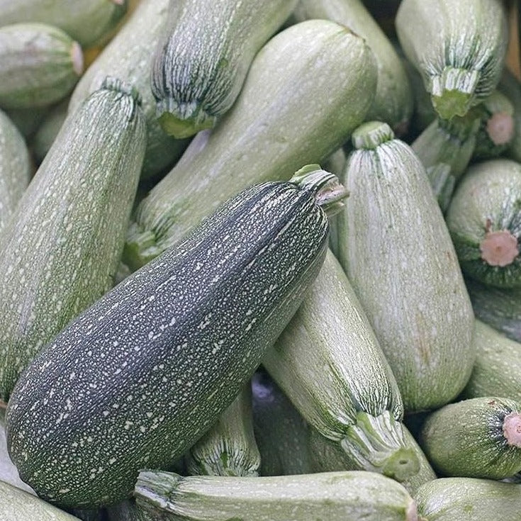 Zucchini Grey Vegetable Seed
