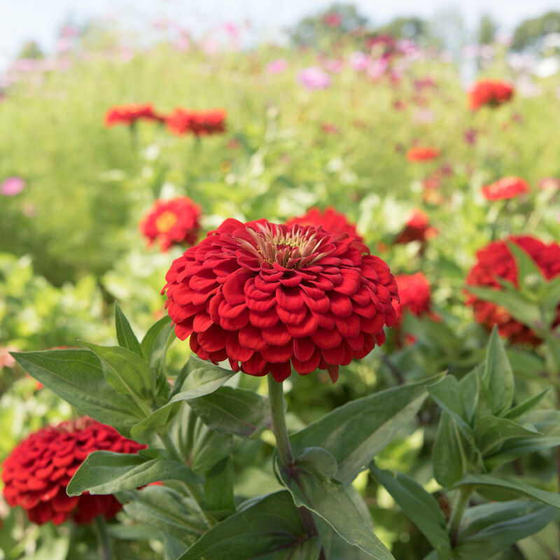 Zinnia Queen Cherry Red Flower