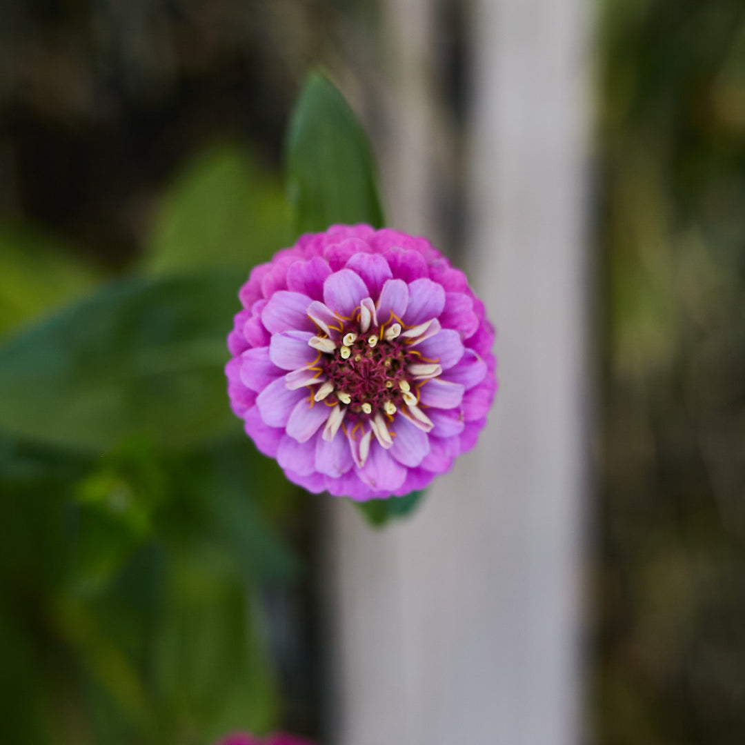 Zinnia Lilliput Rose Flower