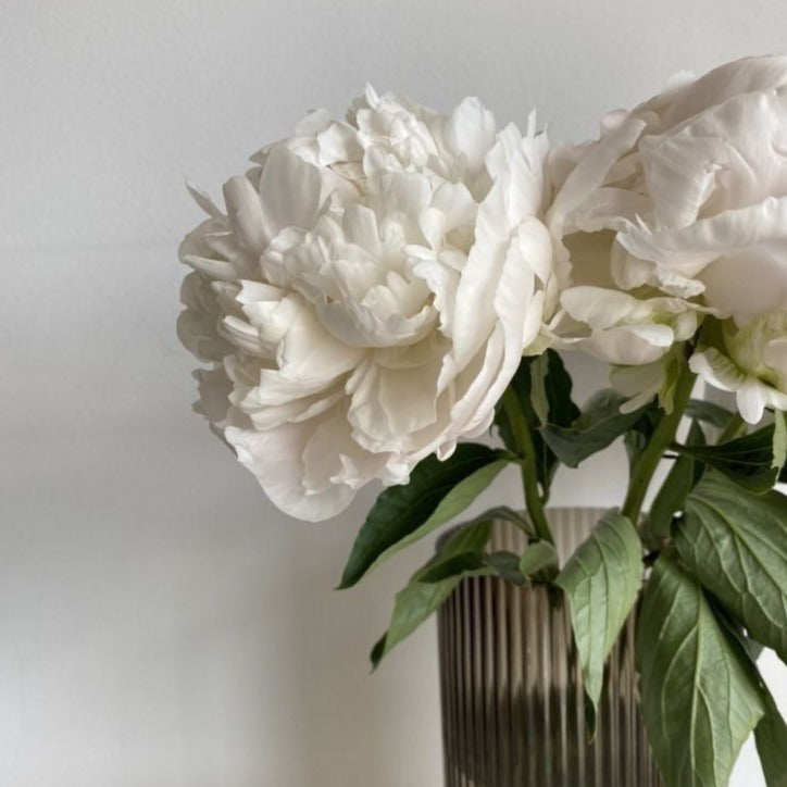 Peony Marie Lemoine Root Stock (NOT TO WA)