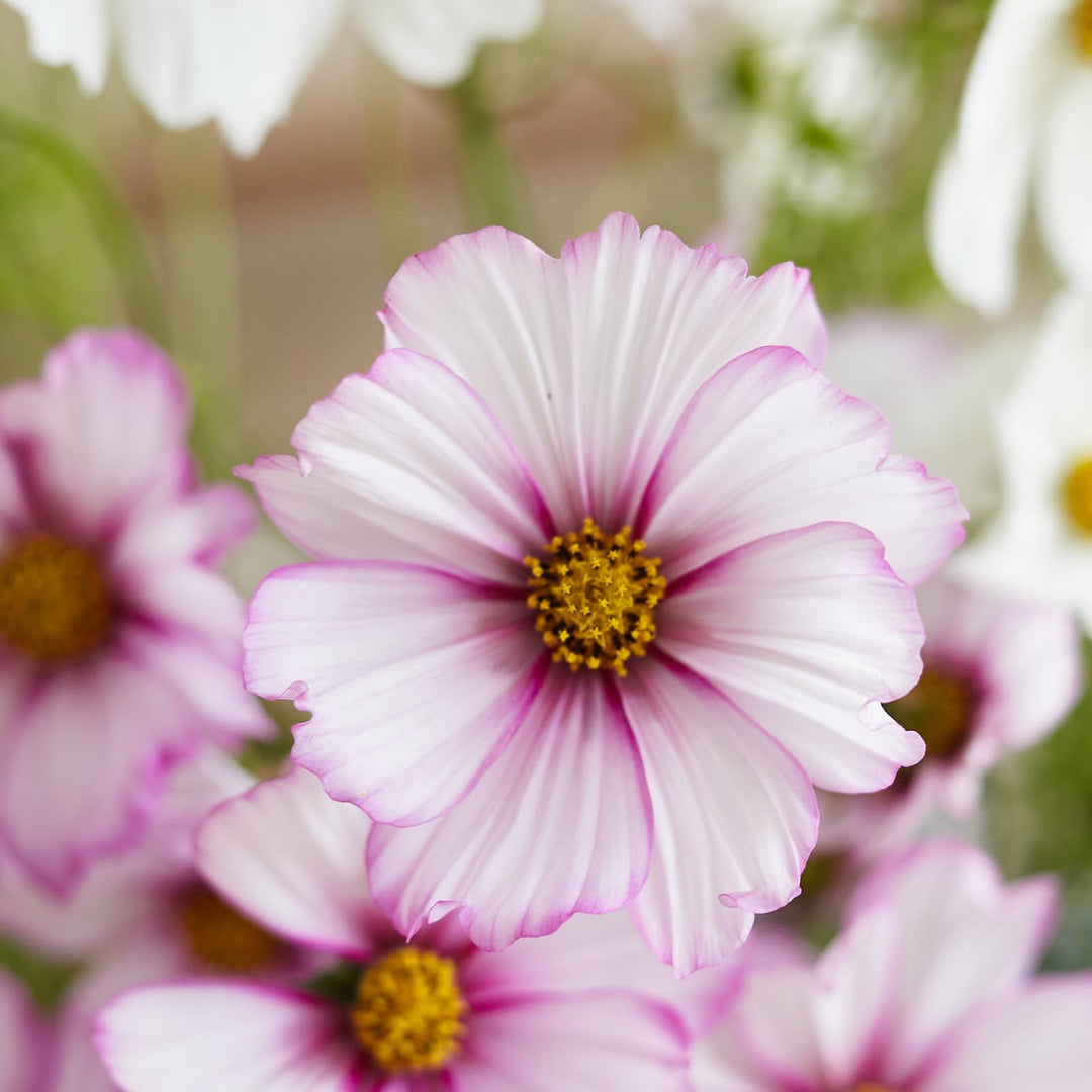 Cosmos Sensation Picotee Flower | X 50 Seeds