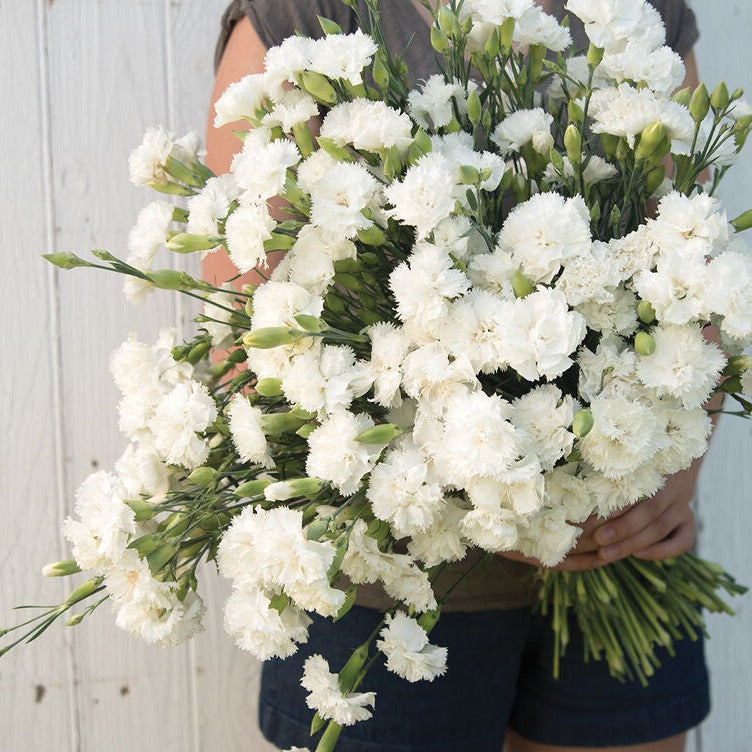 Carnation Grenadin White Double Flower