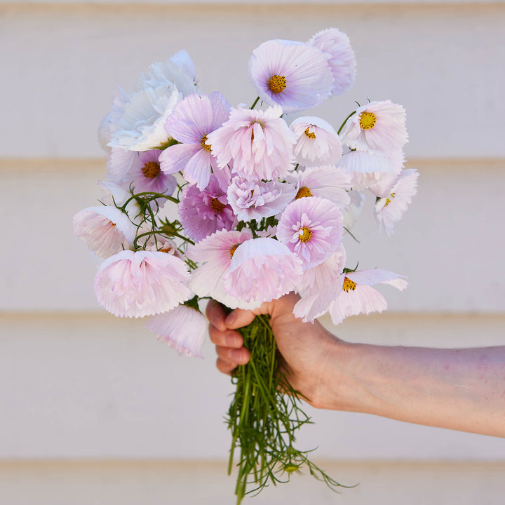 Cosmos Cupcake Blush Flower