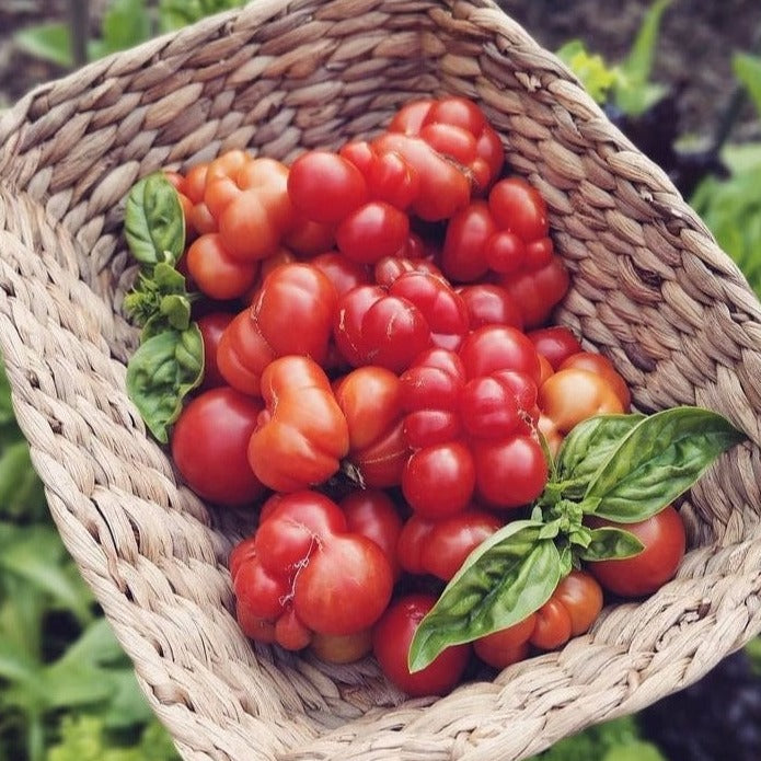 Tomato Reisetomate | X 50 Seeds (Not To WA)