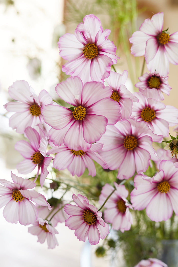 Cosmos Sensation Picotee Flower | X 50 Seeds
