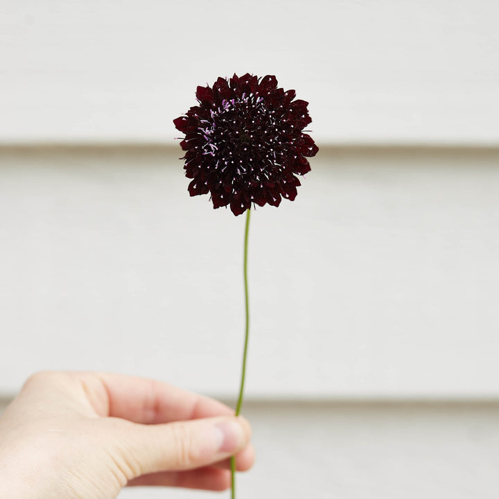 Scabiosa Black Knight Flower