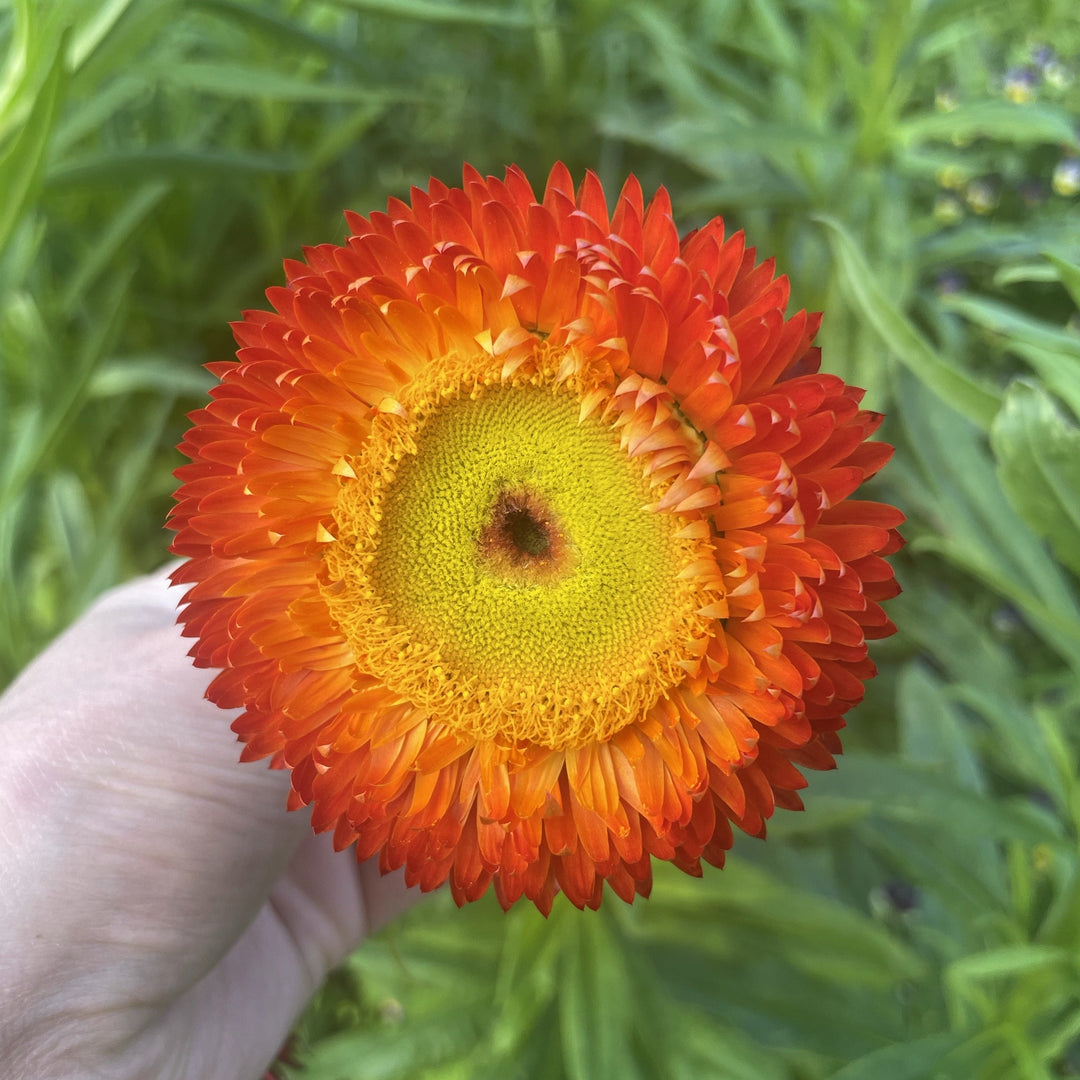 Everlasting Strawflower – Copper Red – Australian Native Flower | x 100 Seeds