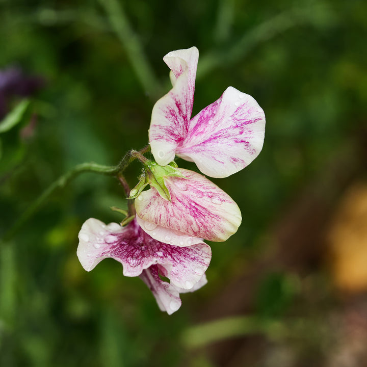 Sweet Pea Streamer Chocolate Flower