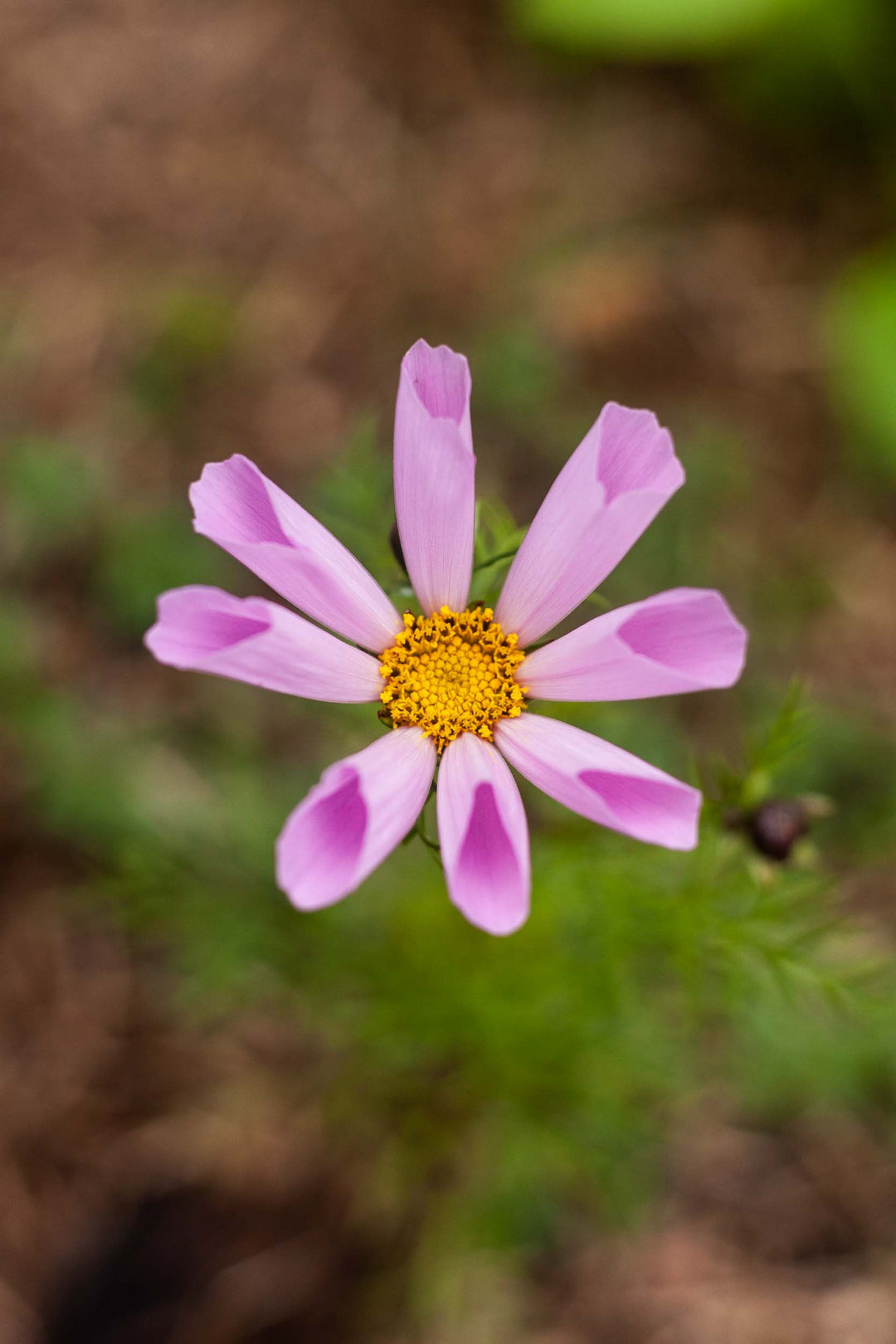 Cosmos Seashell Mix Flower