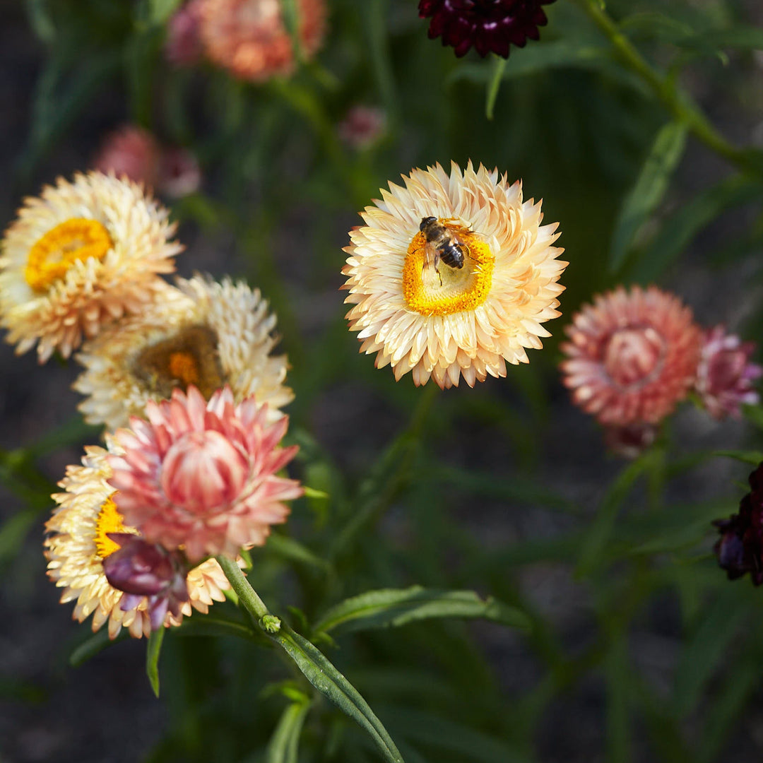 Everlasting Strawflower Apricot + Peach