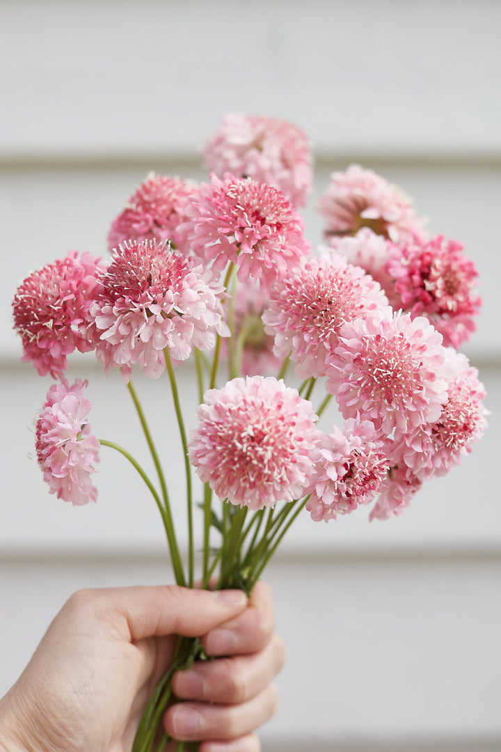 Scabiosa Salmon Rose Pincushion Flower | X 40 Seeds