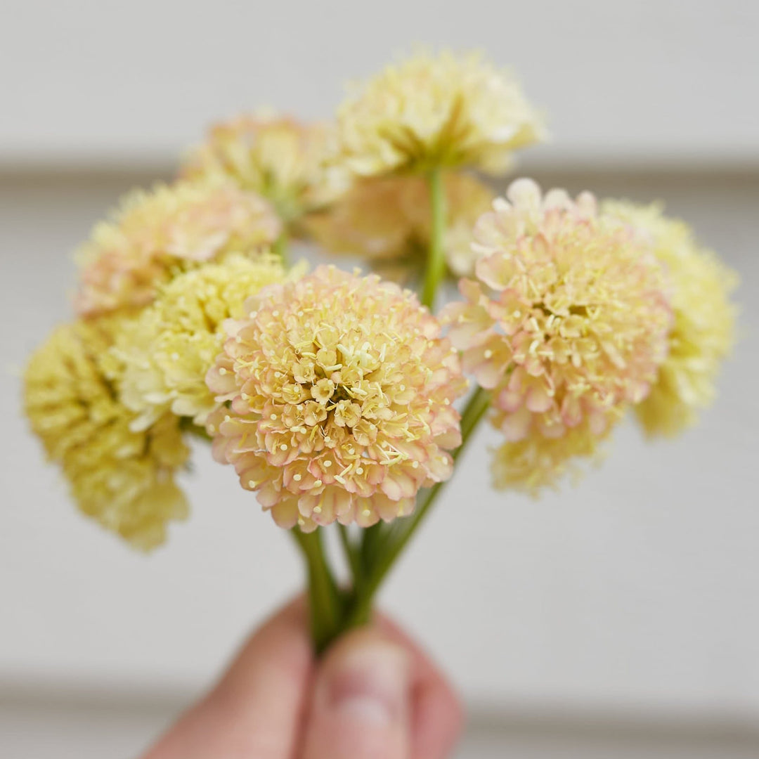 Scabiosa Fata Morgana Pincushion Flower | X 40 Seeds