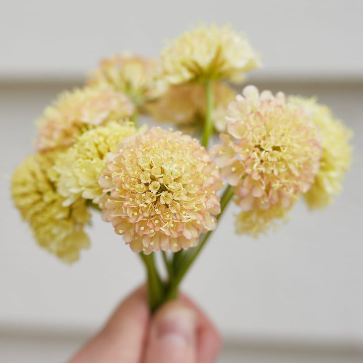 Scabiosa Fata Morgana Pincushion Flower | X 40 Seeds