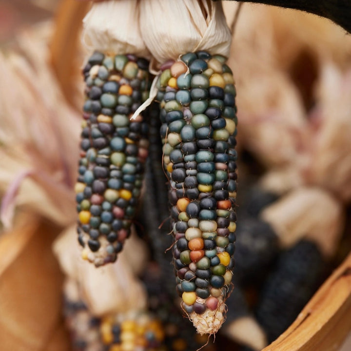 Corn Glass Gem Organic Seed