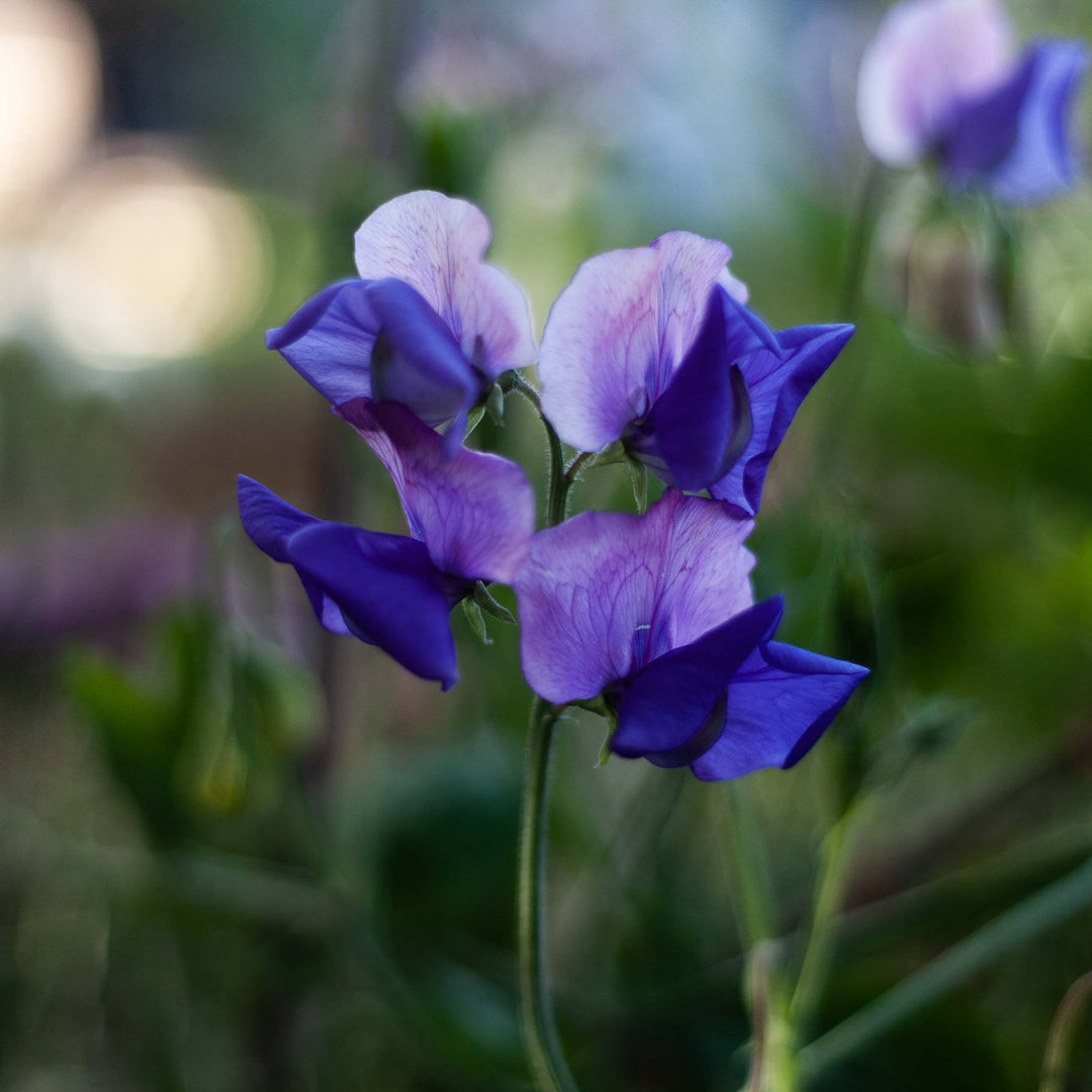 Sweet Pea Erewhon Flower